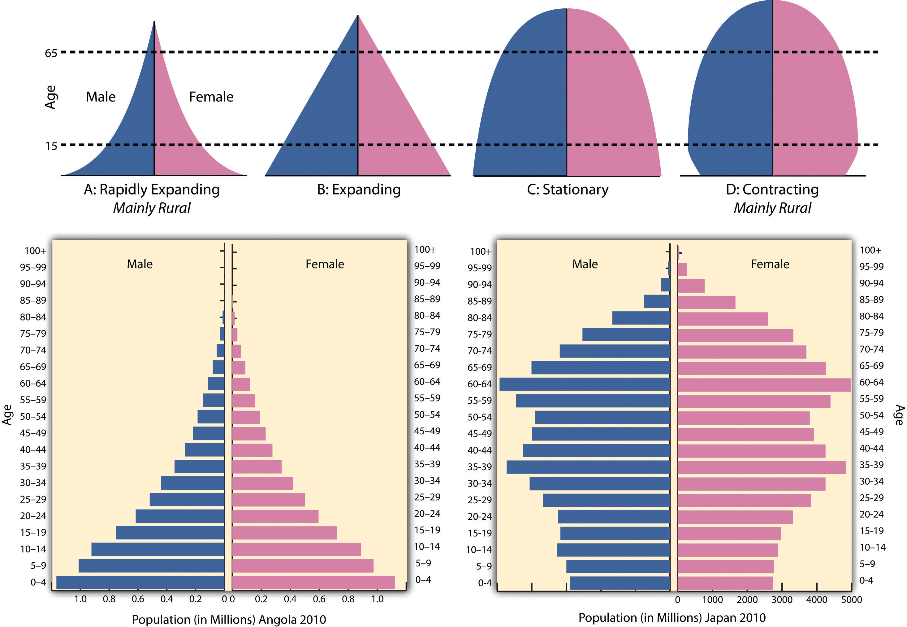 rethinking-the-population-pyramid-to-gain-insights-into-u-s